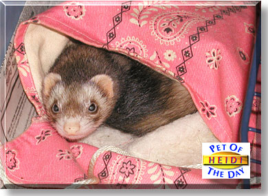 Heidi, the Pet of the Day