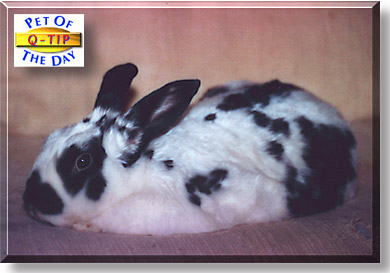 Q-Tip, the Pet of the Day