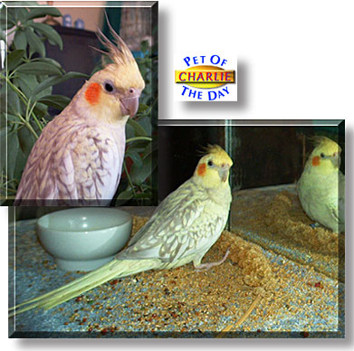 Charlie, the Pet of the Day