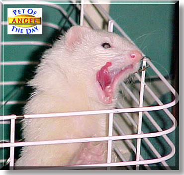Angel, the Pet of the Day