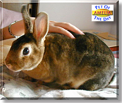 Amelia, the Pet of the Day
