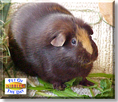 Nibbler, the Pet of the Day