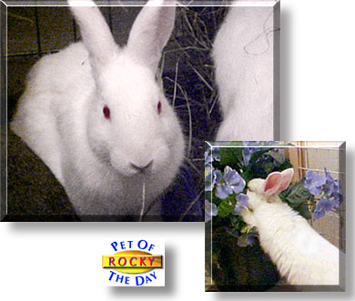 Rocky, the Pet of the Day