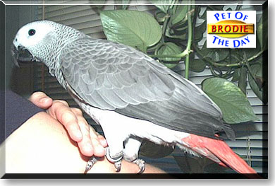 Brodie, the Pet of the Day