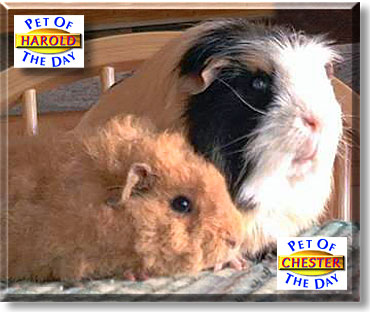 Harold and Chester, the Pets of the Day