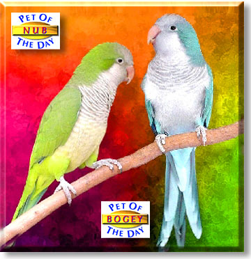 Nub and Bogey, the Pets of the Day