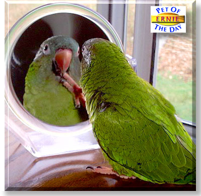 Ernie, the Pet of the Day
