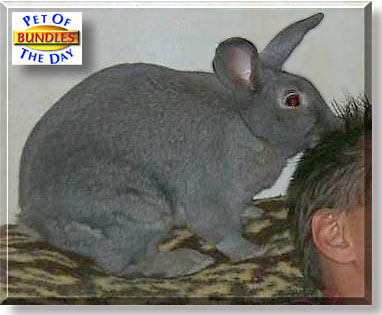 Bundles, the Pet of the Day