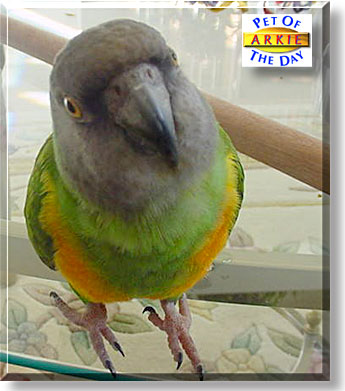 Arkie, the Pet of the Day