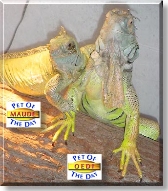 Oedipus and Maude, the Pet of the Day