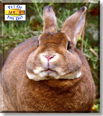 Mr. B, the Pet of the Day