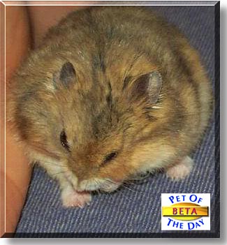 Beta, the Pet of the Day