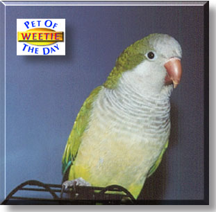 Weetie, the Pet of the Day
