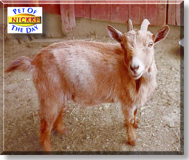 Nickki, the Pet of the Day
