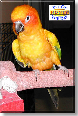 Honey, the Pet of the Day