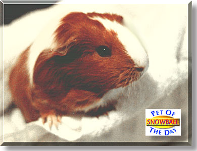 Snowball, the Pet of the Day