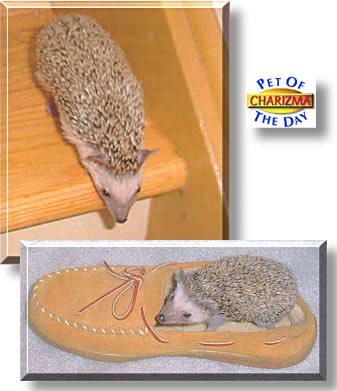 Charizma (Riz), the Pet of the Day