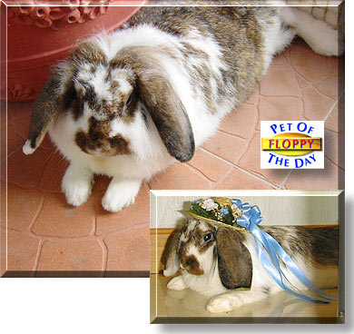 Floppy, the Pet of the Day