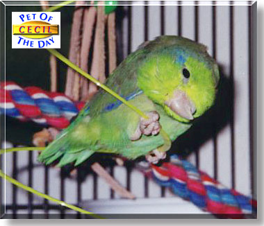 Cecil B. Parrotlet, the Pet of the Day