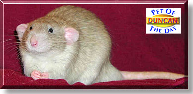 Duncan, the Pet of the Day