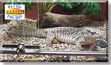Kräket, the Pet of the Day