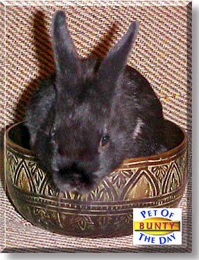 Bunty, the Pet of the Day