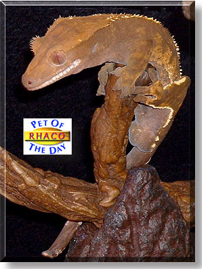 Rhaco, the Pet of the Day