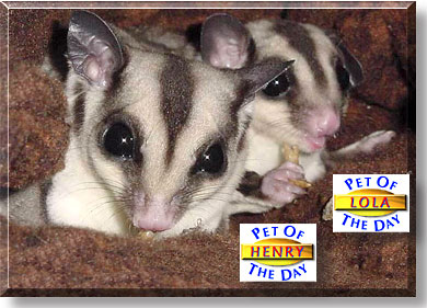 Henry and Lola, the Pet of the Day