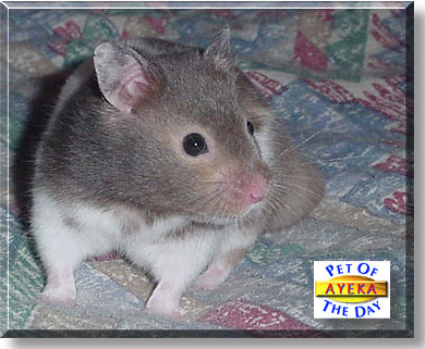 Ayeka, the Pet of the Day