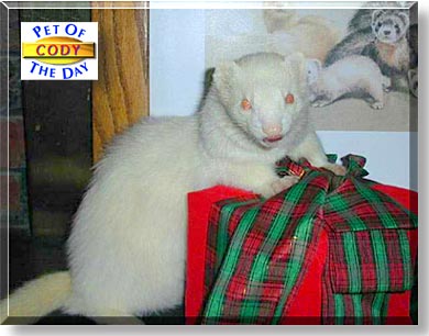 Cody, the Pet of the Day