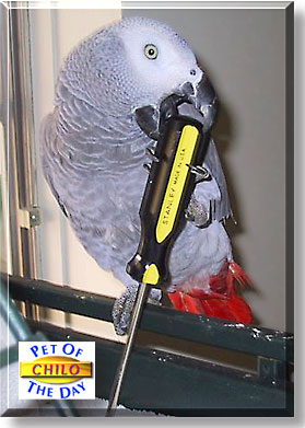 Chilo, the Pet of the Day