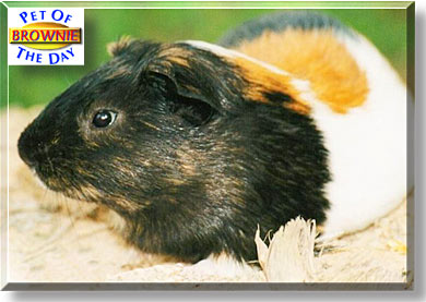 Brownie, the Pet of the Day