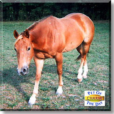 Charm, the Pet of the Day
