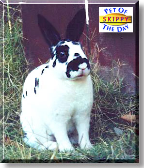 Skippy, the Pet of the Day