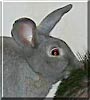 Bundles the Rabbit