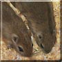 Martha, Hazel the Gerbils