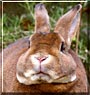 Mr. B the Mini Rex Castor
