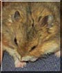 Beta the Dwarf Hamster