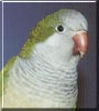 Weetie the Quaker Parrot