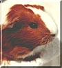 Snowball the Danish Guinea Pig