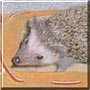 Charizma the Hedgehog