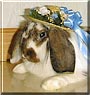 Floppy the Holland Lop