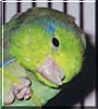 Cecil B. Parrotlet the Pacific Lucida Parrotlet