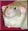 Duncan the Dumbo Rat