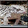 Kräket the Savannah Monitor