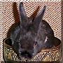 Bunty the Netherland dwarf rabbit