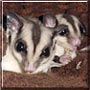 Henry, Lola the Sugar Gliders