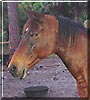 Katrina the Morgan, Arabian cross