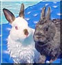 Zowie, Talbot the Netherlands Dwarf rabbit