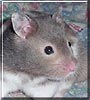 Ayeka the Fancy Hamster
